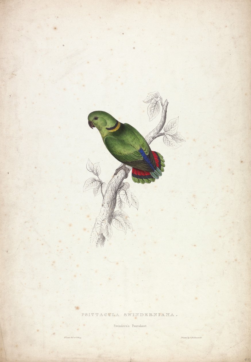 Psittacula swinderniana. Perruche de Swindern - Edward Lear