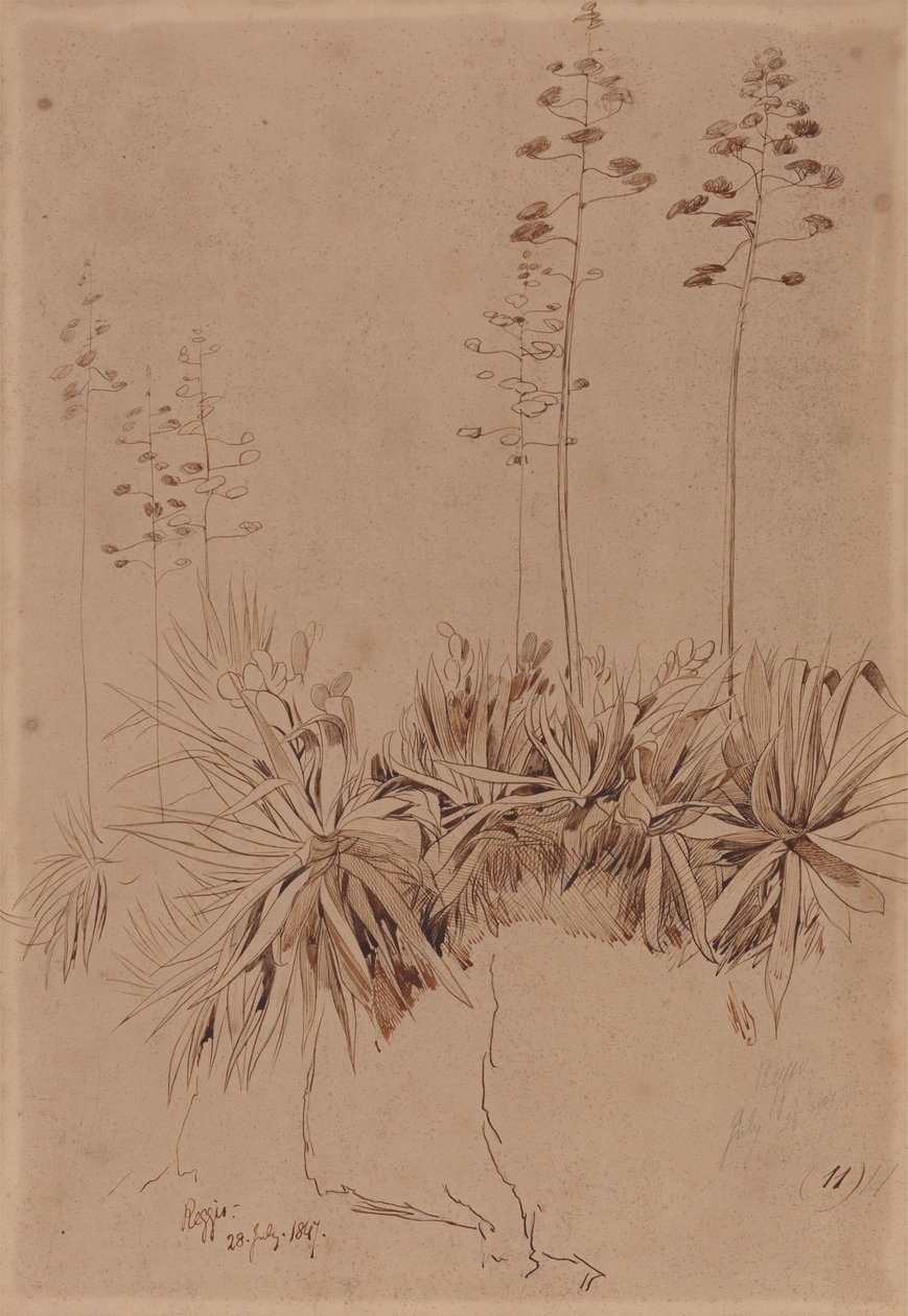 Reggio - Edward Lear