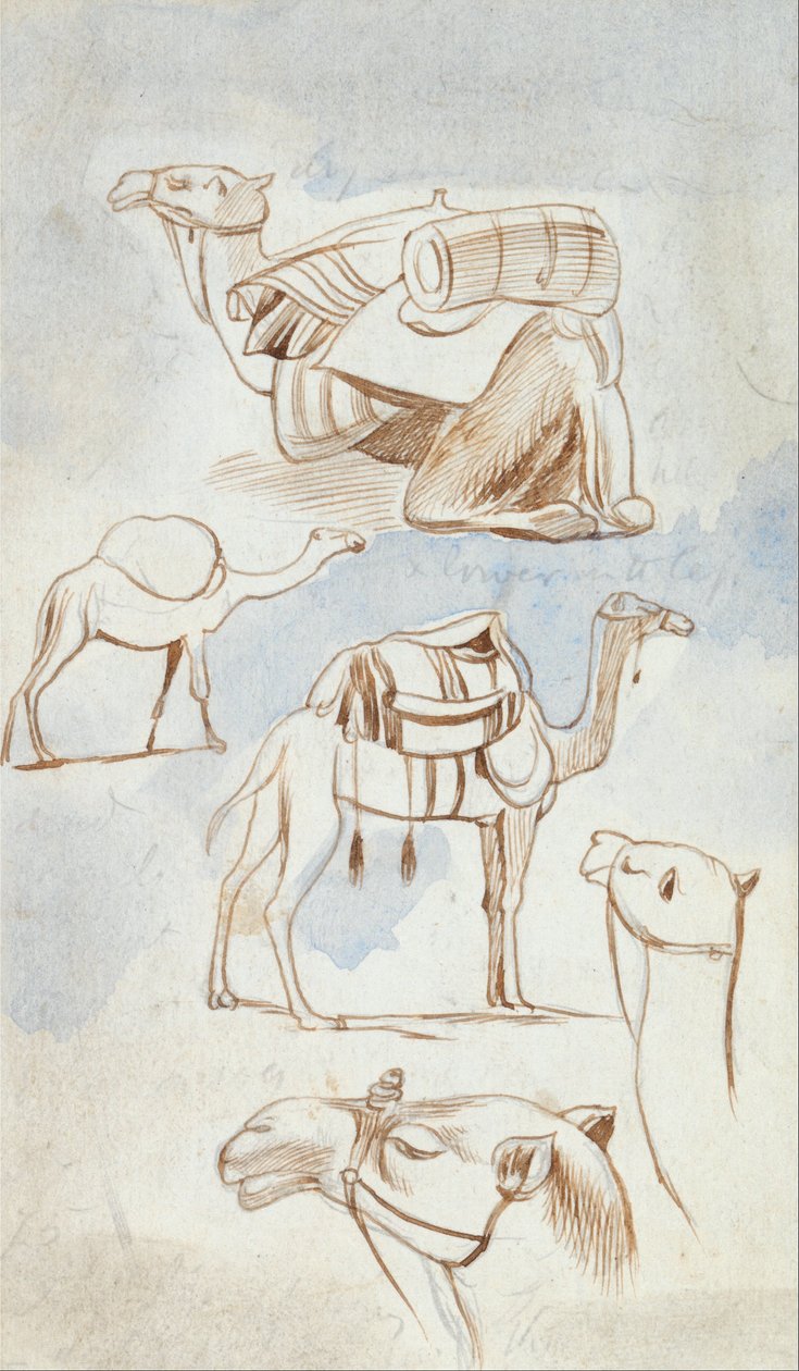 Esquisses de chameaux - Edward Lear