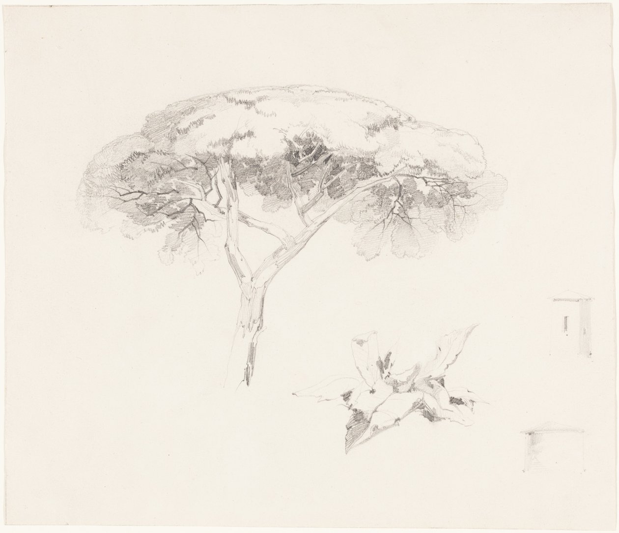 « Umbrella Pine » et autres études - Edward Lear