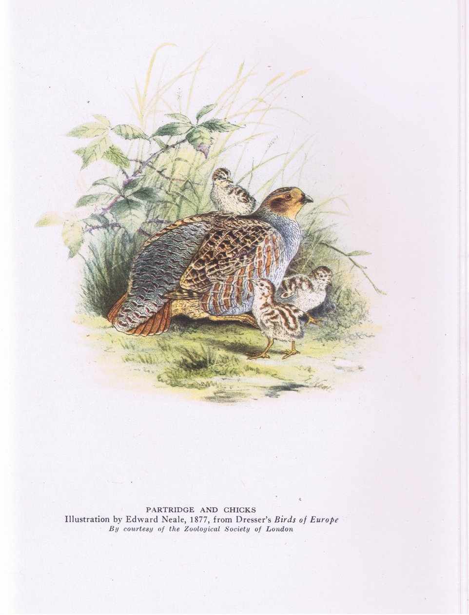 Perdrix et poussins, Nature en Grande-Bretagne publié par Collins - Edward Neale
