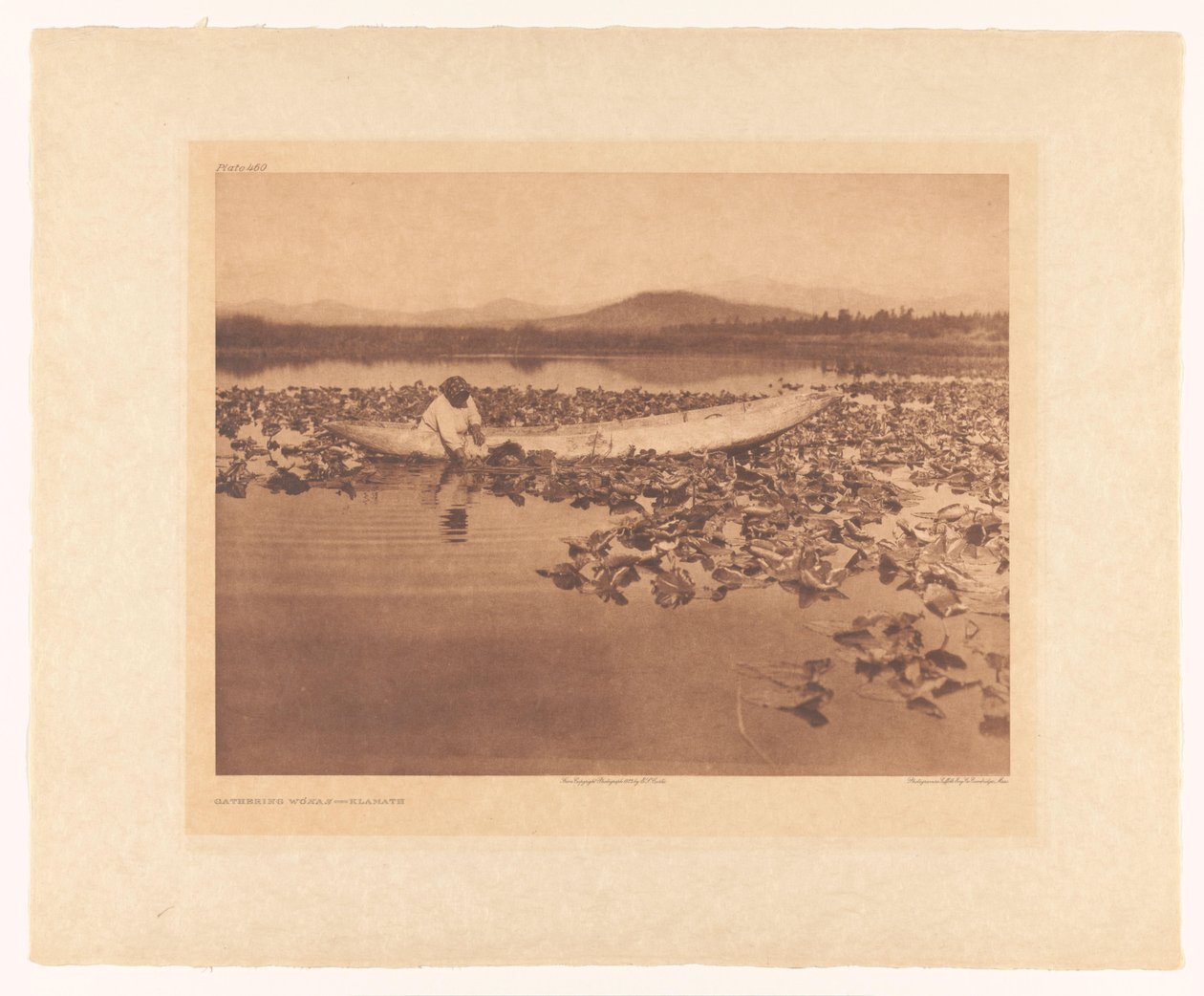 Cueillette des « wokas » - Klamath - Edward Sheriff Curtis