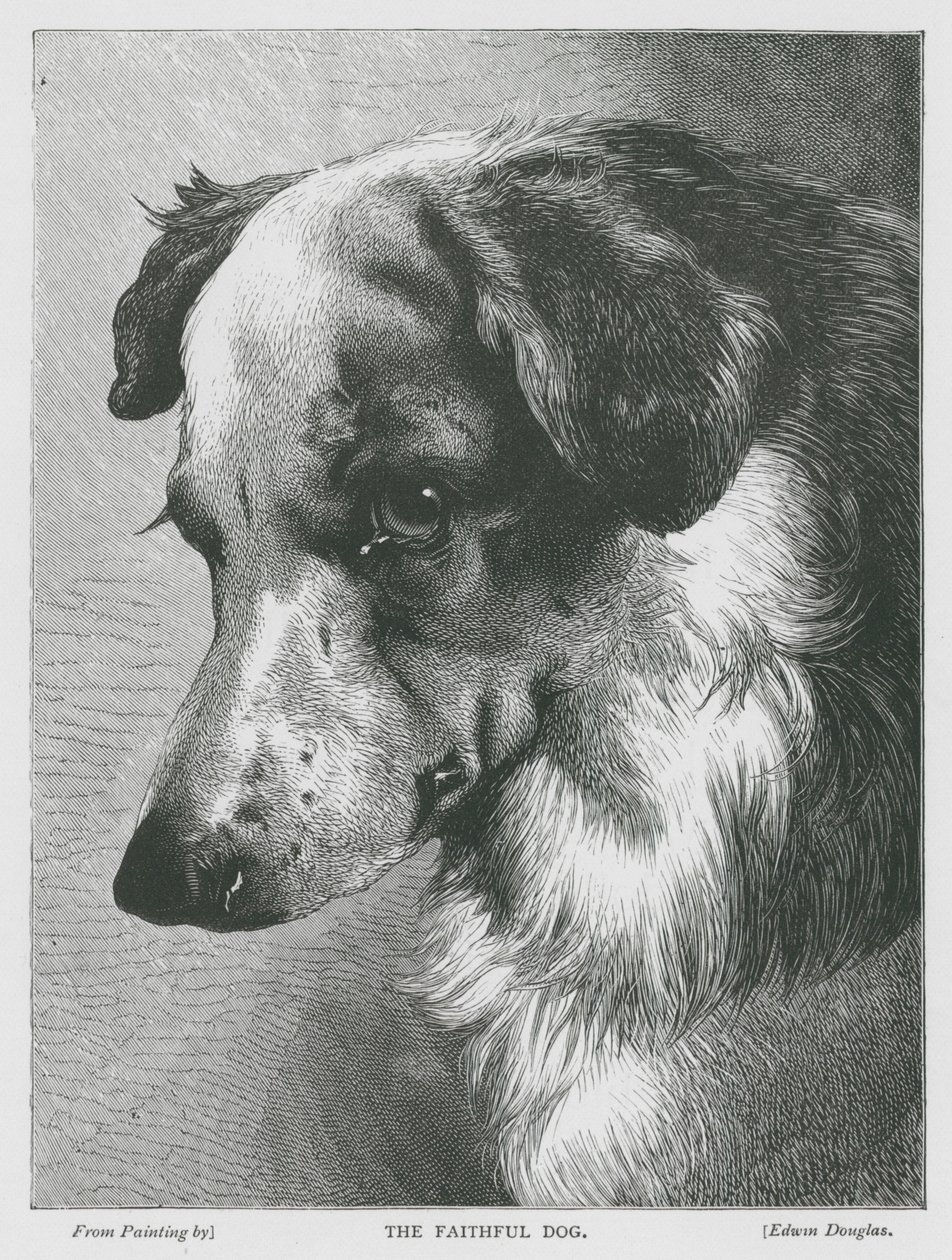 Le chien fidèle (gravure) - Edwin Douglas