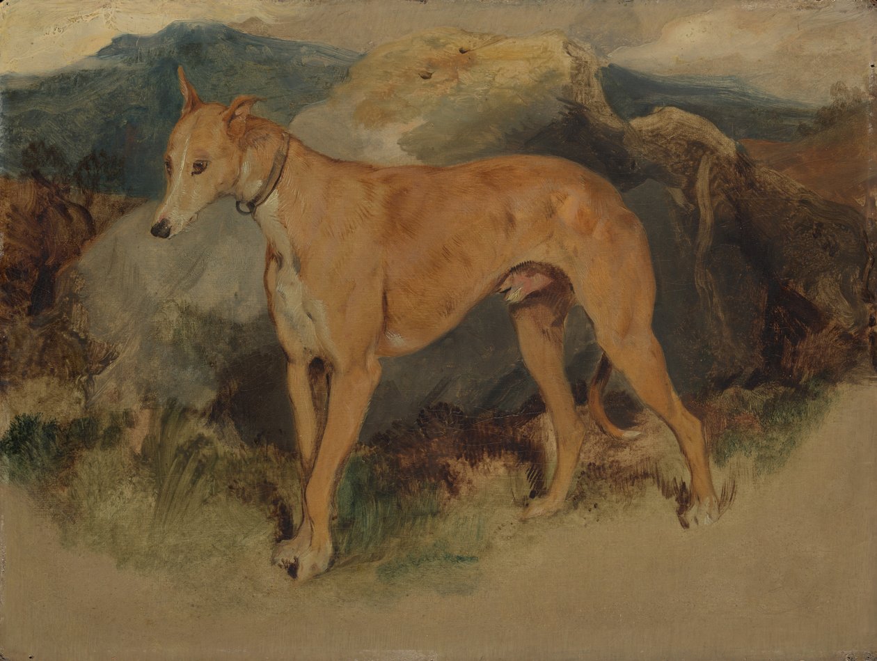 Un Lévrier, 1826 - Edwin Landseer