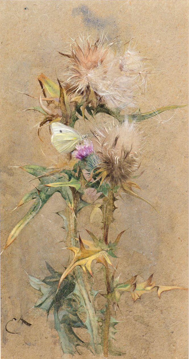Chardons et papillon - Edwin John Alexander