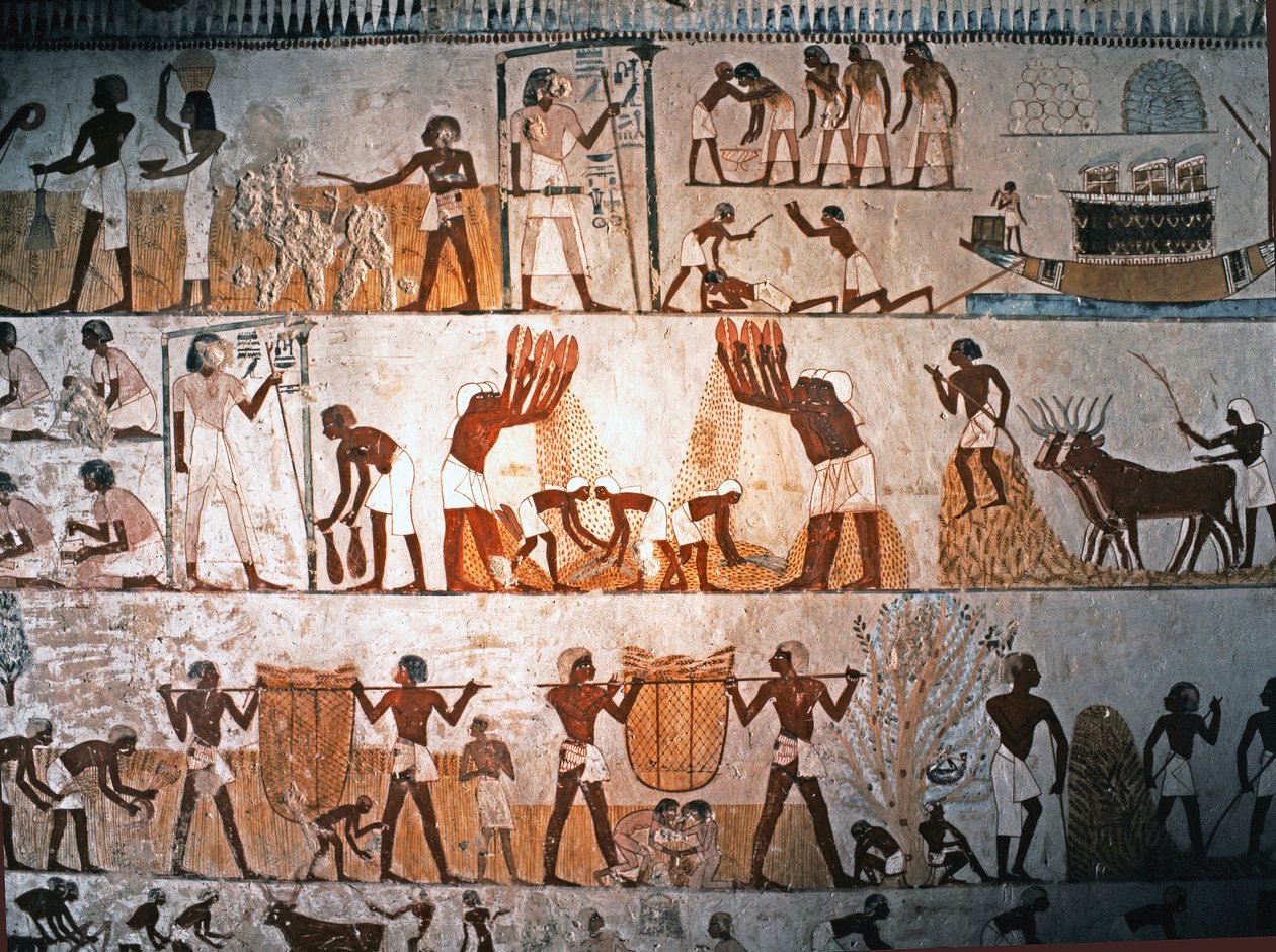 ART EGYPTIEN : Scène de récolte. Peinture murale dans la tombe de Menna à Elwe..., vers 1400 avant J.-C. (pierre calcaire) - Egyptian 18th Dynasty