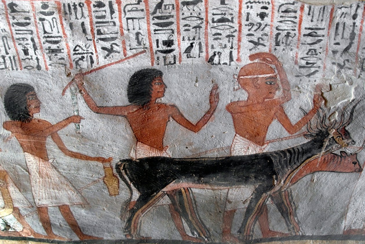 Antiquité égyptienne : personnages conduisant des têtes de bétail (Tombe de Roy, TT255, 18e dynastie, Rive Ouest de Louxor, Égypte) - Egyptian 18th Dynasty