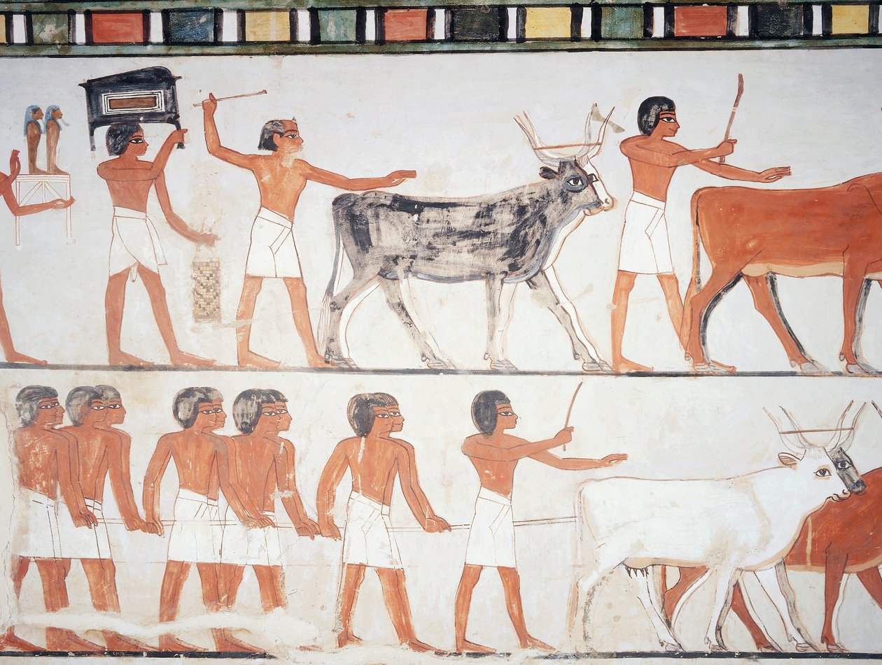 Bergers et bétail, fresque, mur sud, chambre longitudinale, tombe thébaine TT69, Sheikh Abd el-Qurna, Thèbes (Liste du patrimoine mondial de l