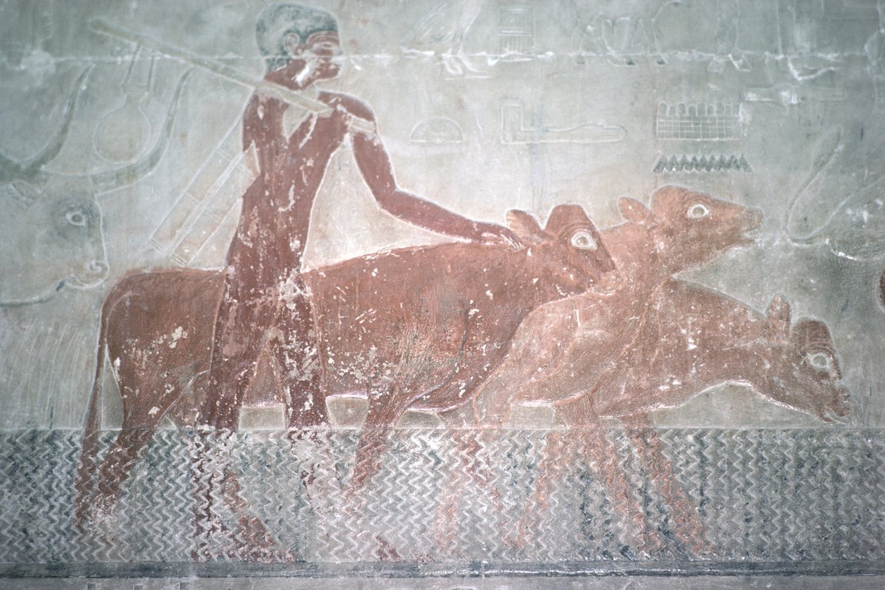 Bétail traversant un canal dans la chapelle mastaba de Ti, Ancien Empire - Egyptian 5th Dynasty