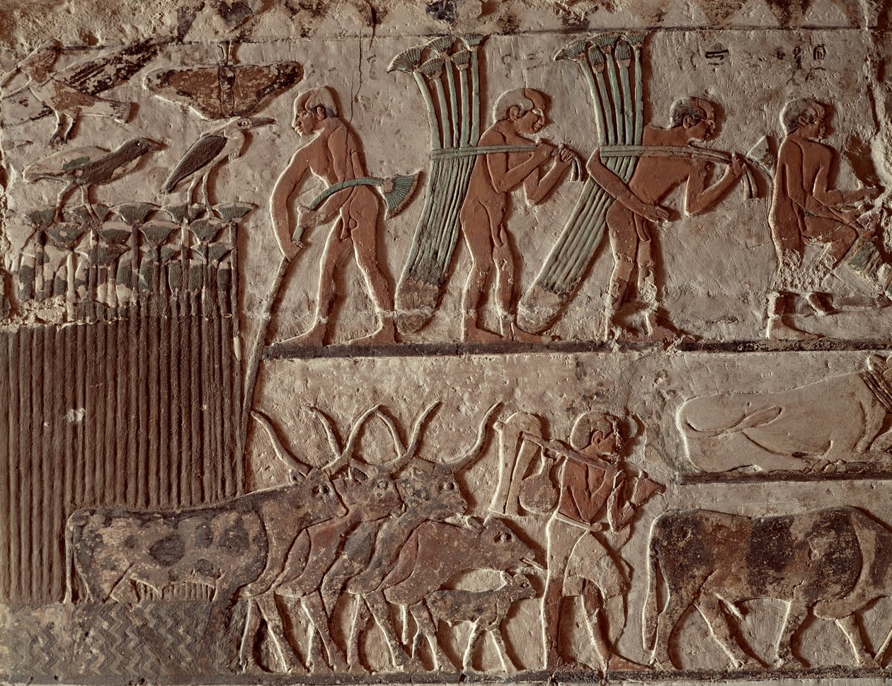Récolte de papyrus et groupe de vaches, Ancien Empire (peinture murale) - Egyptian 5th Dynasty