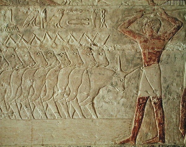 Relief représentant un conducteur encourageant un groupe de bovins, du mastaba de Mereruka, Ancien Empire - Egyptian 6th Dynasty Egyptian 6th Dynasty