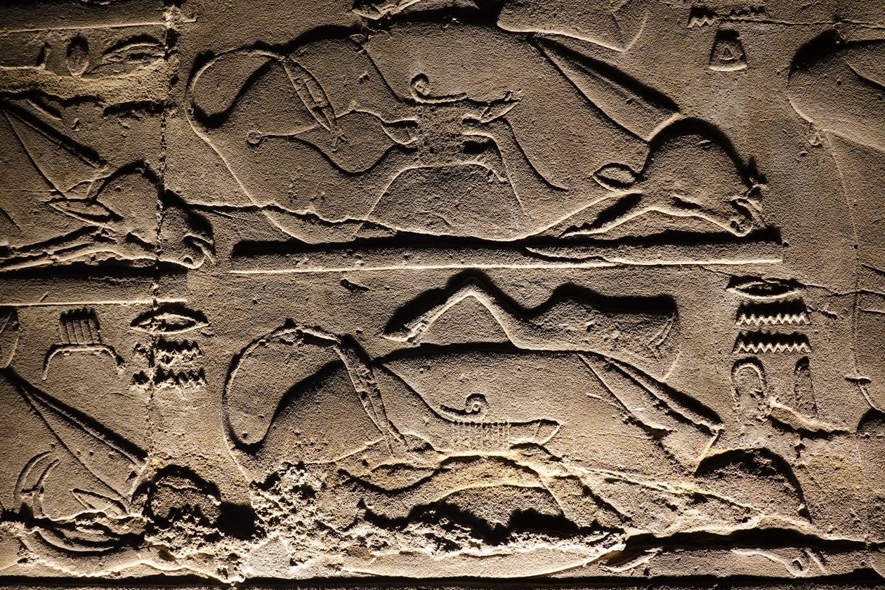Temple de Louxor : Vaches sacrifiées - Egyptian Egyptian