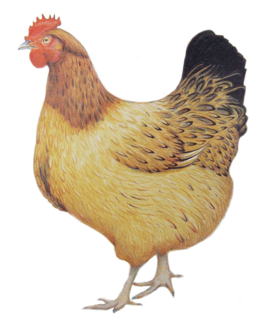 Poulet, 2012 (aquarelle et crayon sur papier) - Eleanor Grafton
