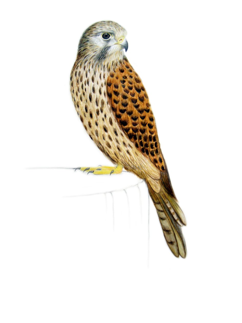 Faucon crécerelle, 2011 (aquarelle et crayon) - Eleanor Grafton