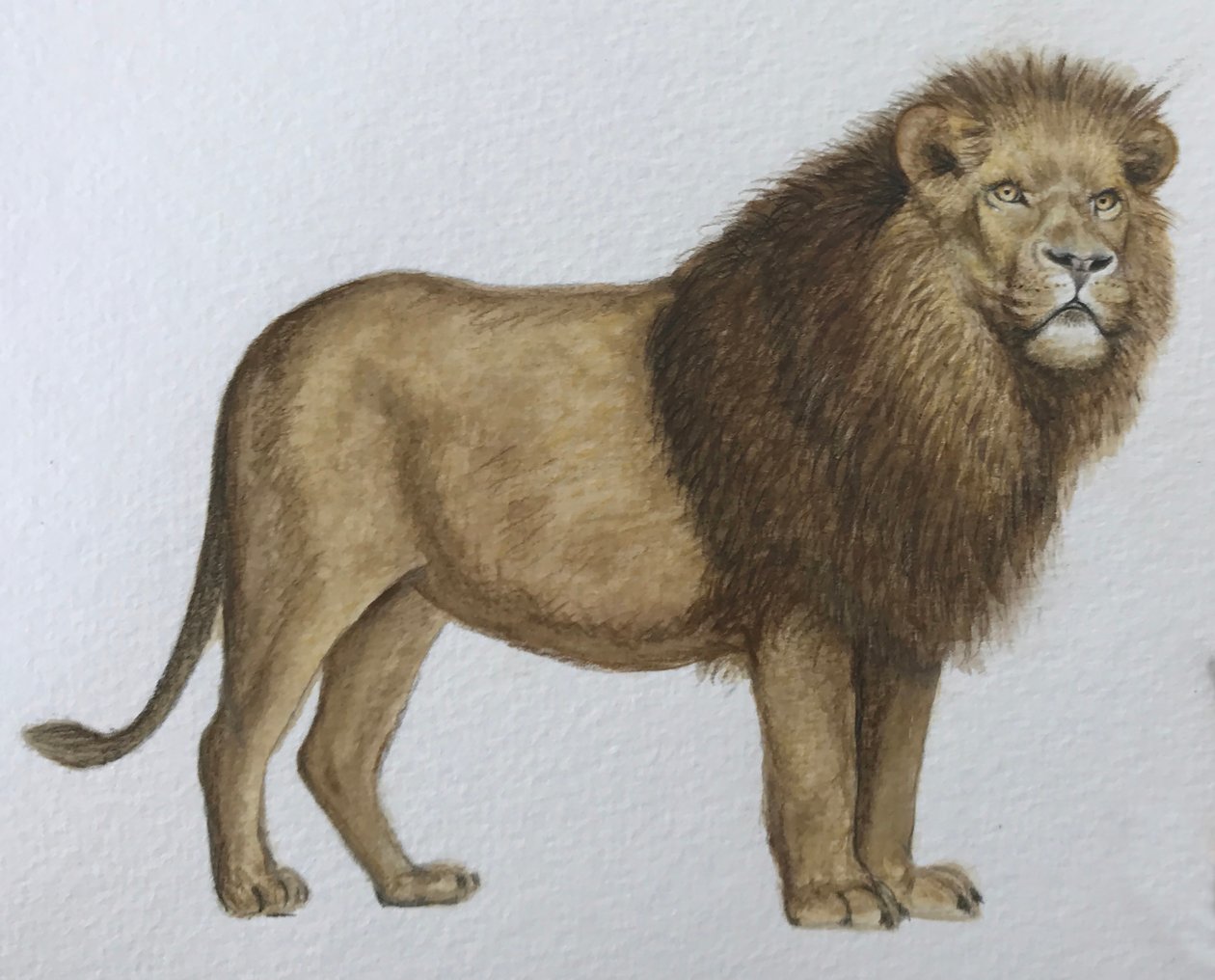 Lion, 2019 (aquarelle et crayon) - Eleanor Grafton