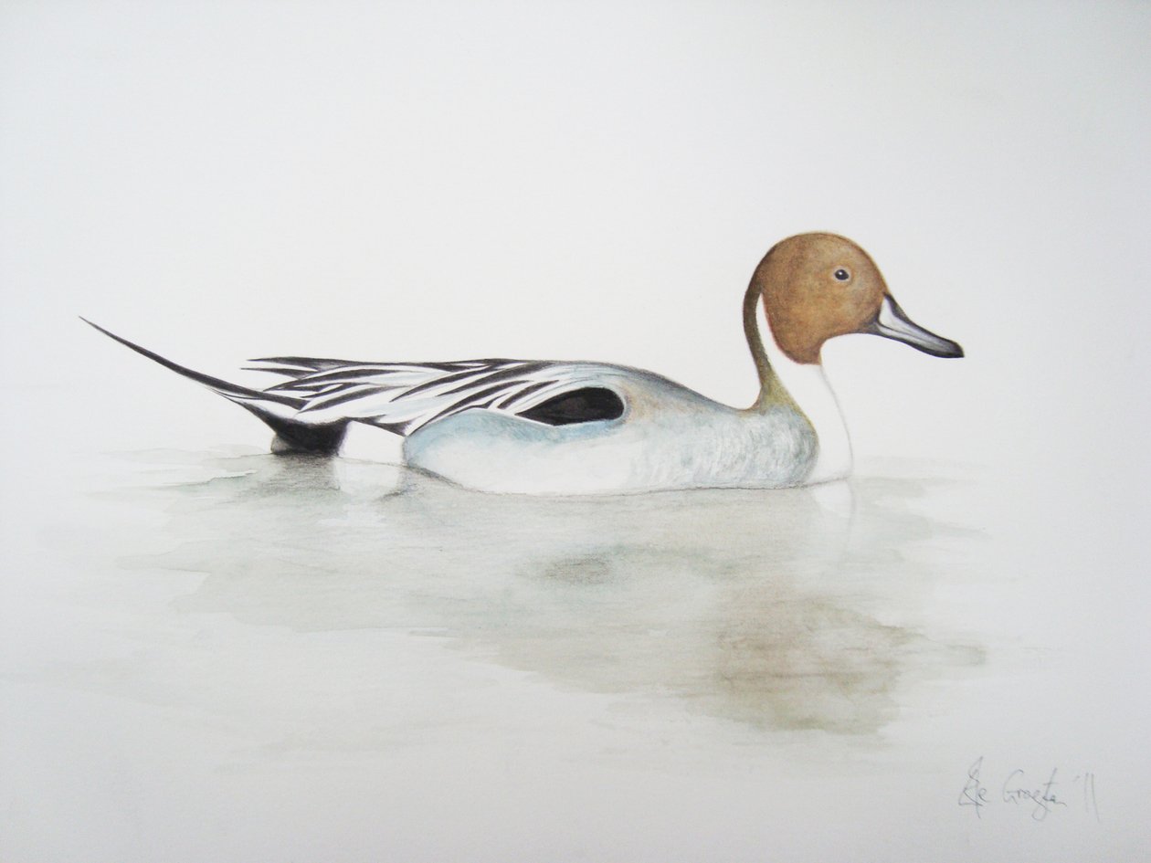 Canard pilet, 2011 (aquarelle et crayon) - Eleanor Grafton