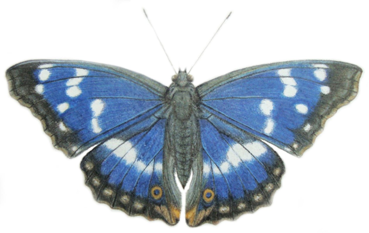 Purple Emperor, 2012 (aquarelle et crayon sur papier) - Eleanor Grafton