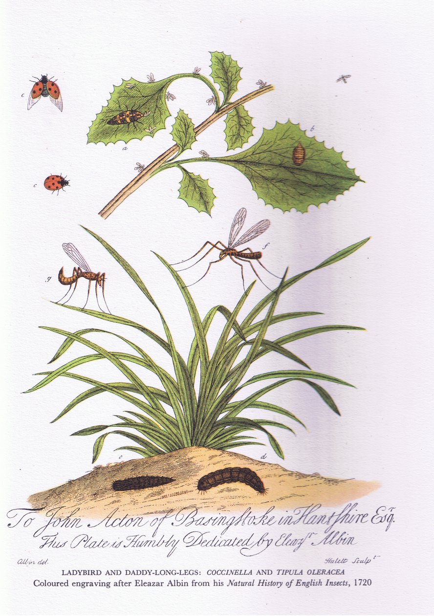 Coccinelle et Tipule potagère (lithographie en couleur) - Eleazar (after) Albin