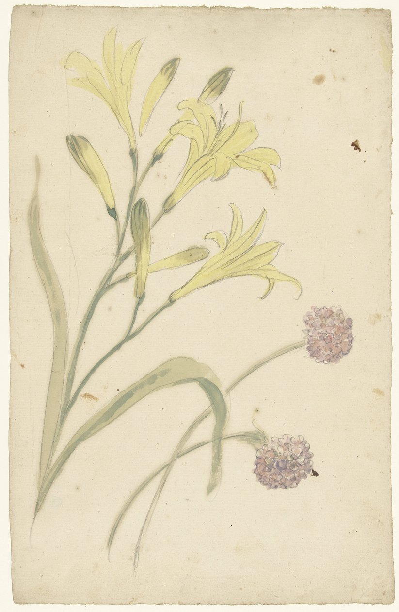 Études de fleurs d