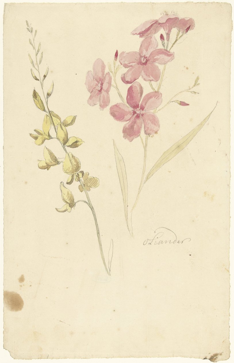 Laurier-rose et genêt - Elias van Nijmegen
