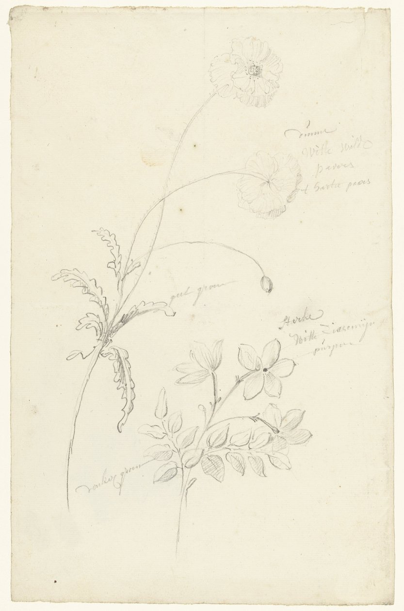 Études de pavot et de jasmin - Elias van Nijmegen