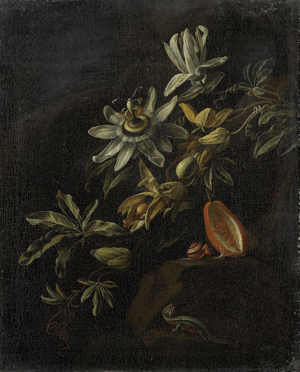 Nature morte aux fleurs de la passion - Elias van den Broeck