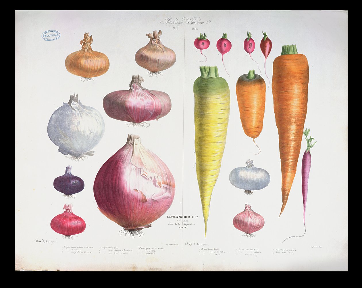 Oignons, radis et carottes, du premier Album Vilmorin, 1850 - Elisa Champin