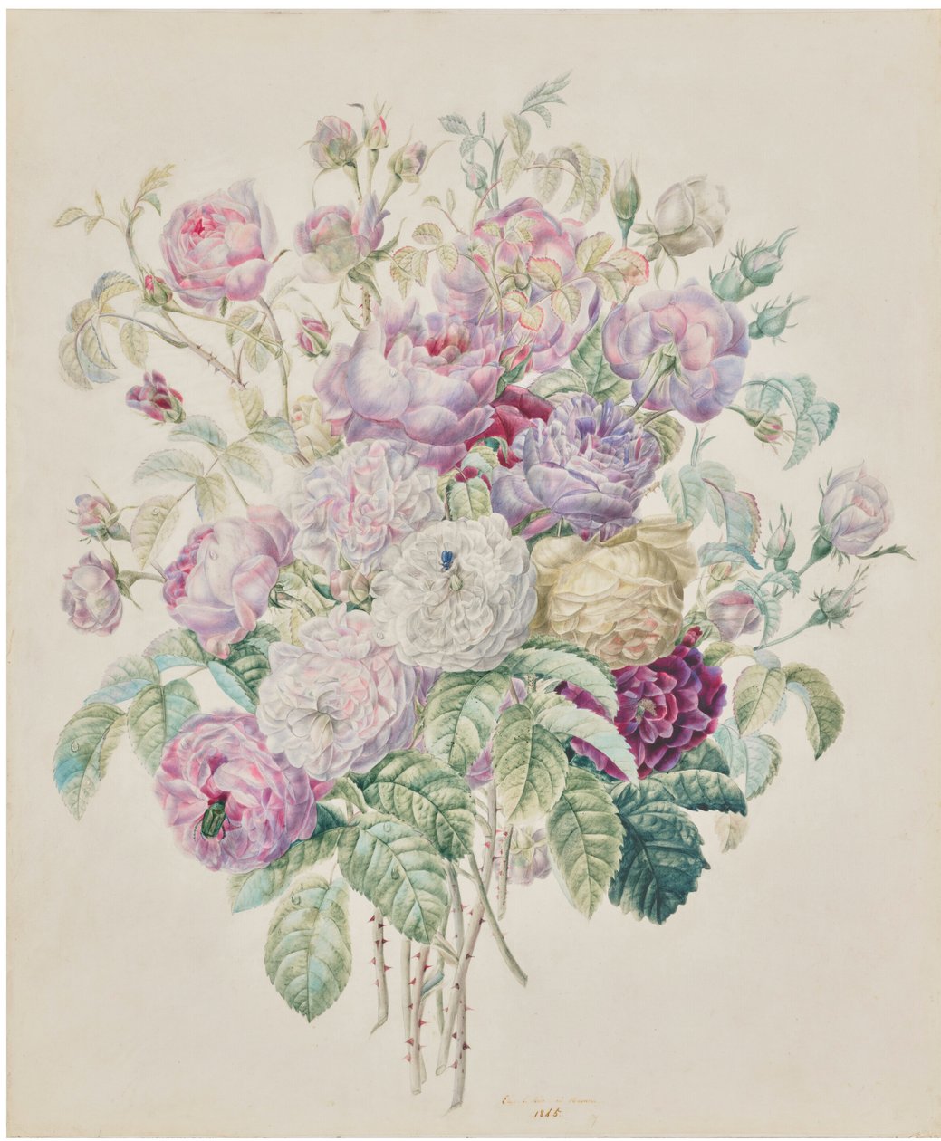 Un bouquet de roses Bourbon - Elisa Emilie Lemire