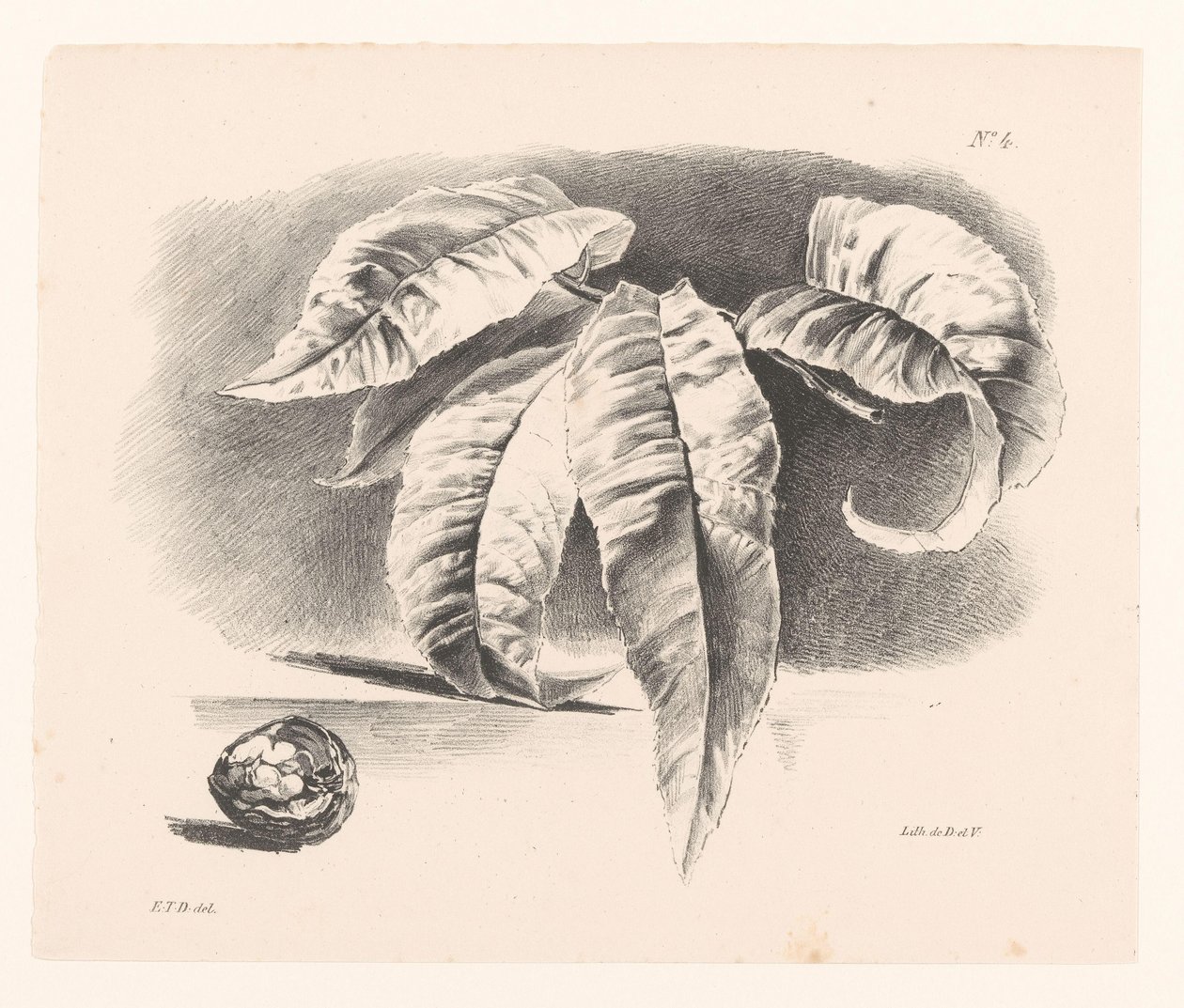 Feuilles et noix (Principes de Fleurs et de Fruits l