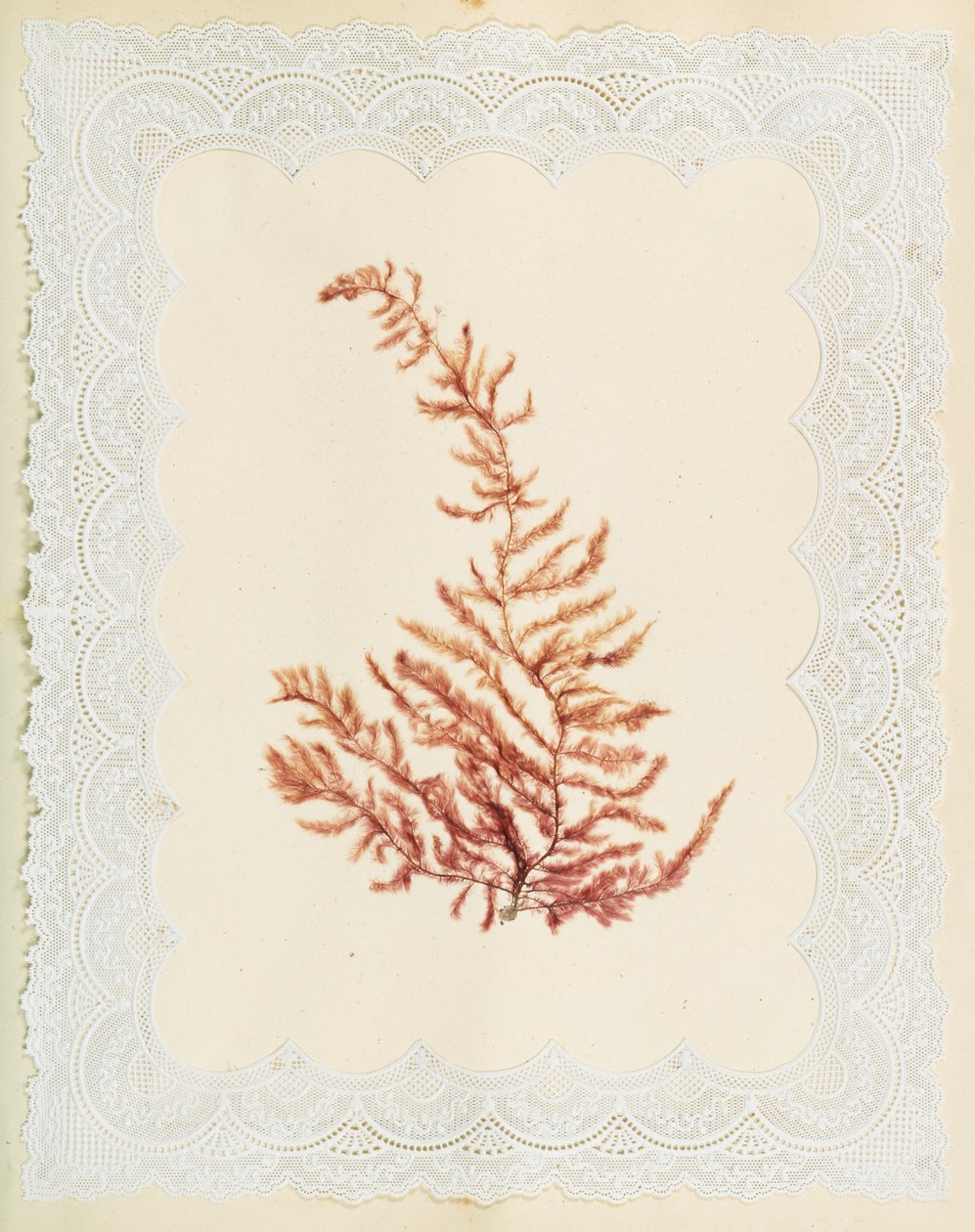 Algues - Eliza A. Jordson