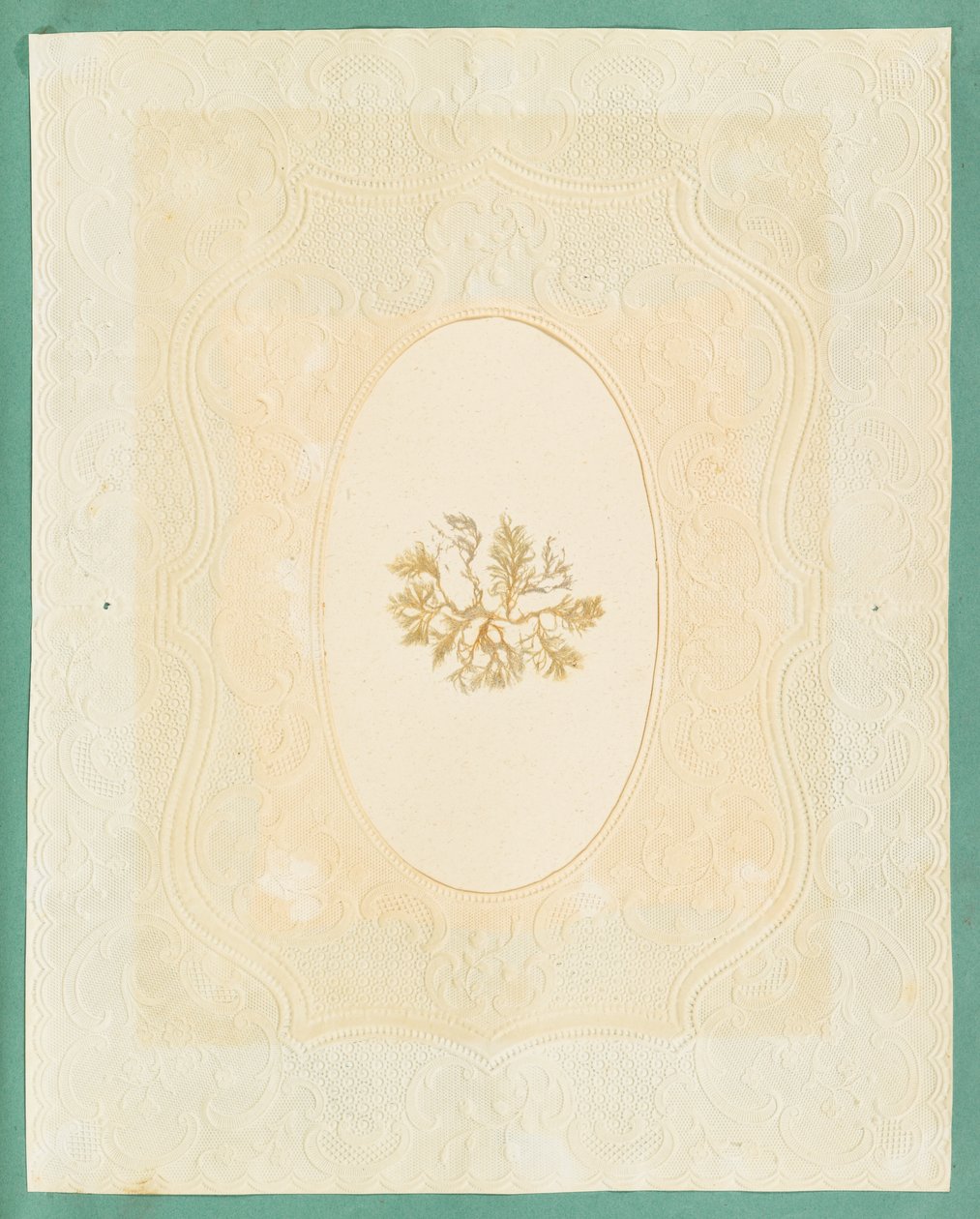 Algues - Eliza A. Jordson