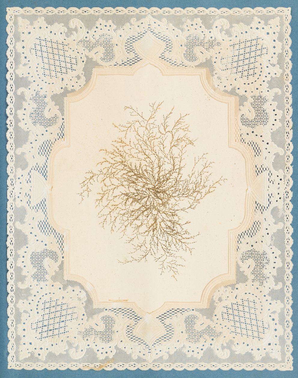 Algues - Eliza A. Jordson