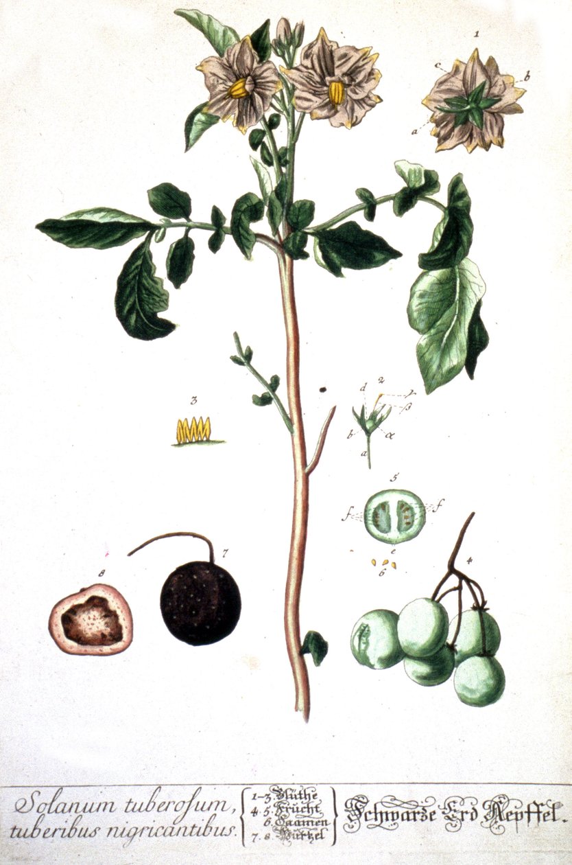 La pomme de terre, 1737 - Elizabeth Blackwell