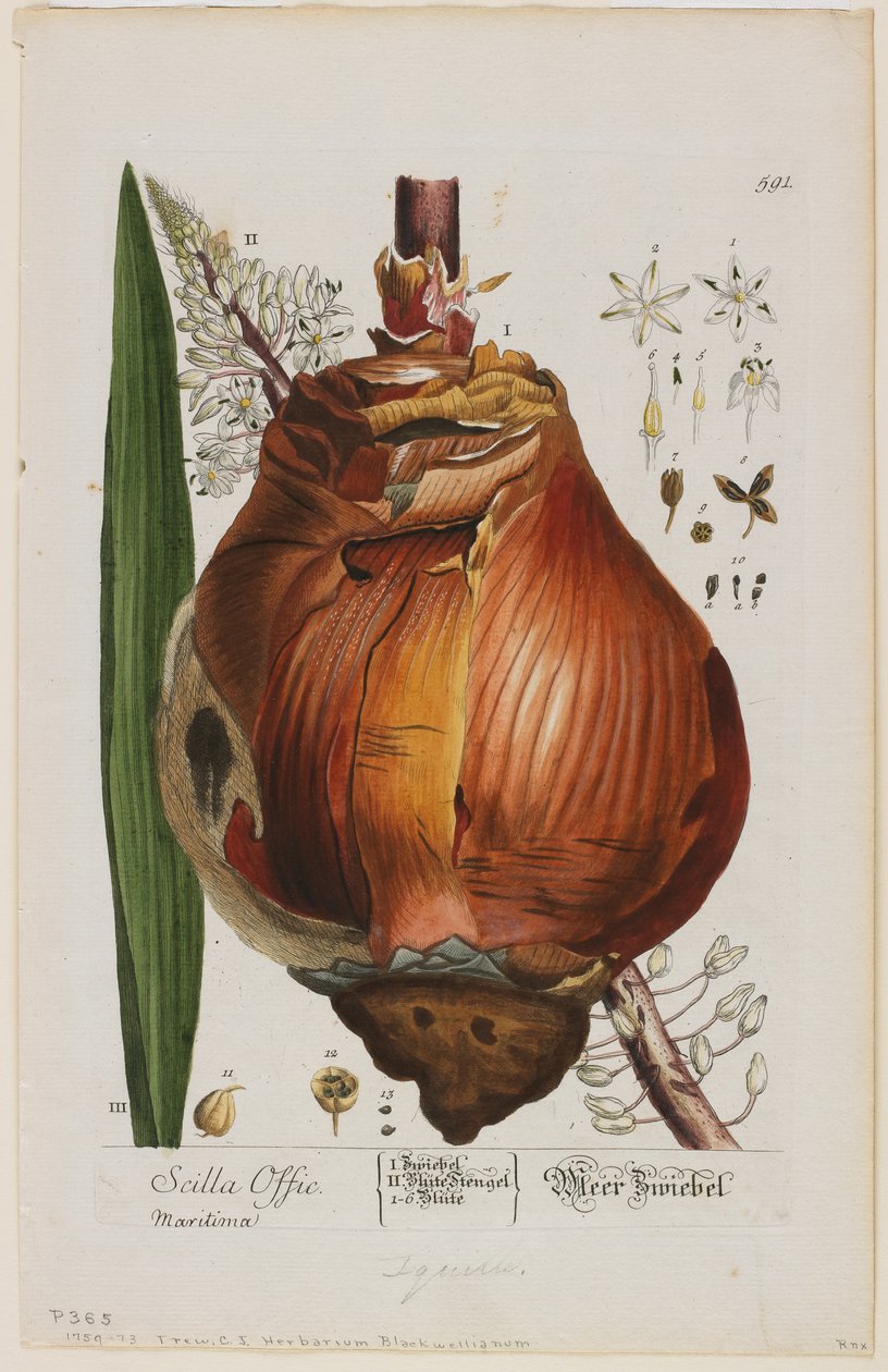 Scilla Offic, 1757-73 - Elizabeth Blackwell
