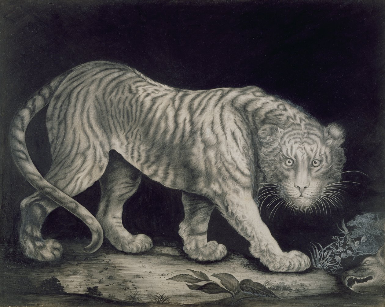 Un tigre rôdeur - Elizabeth Pringle