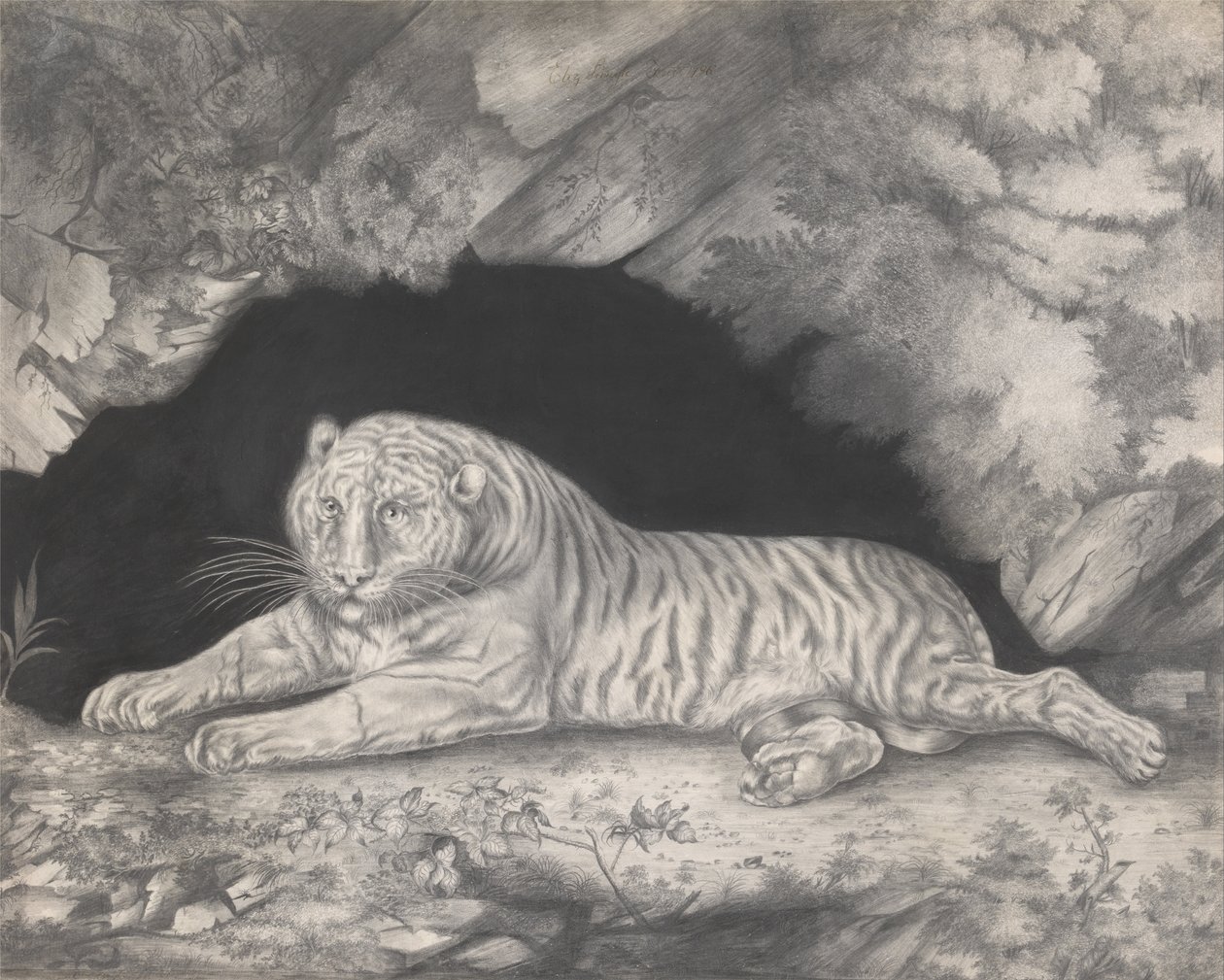 Un tigre couché à l