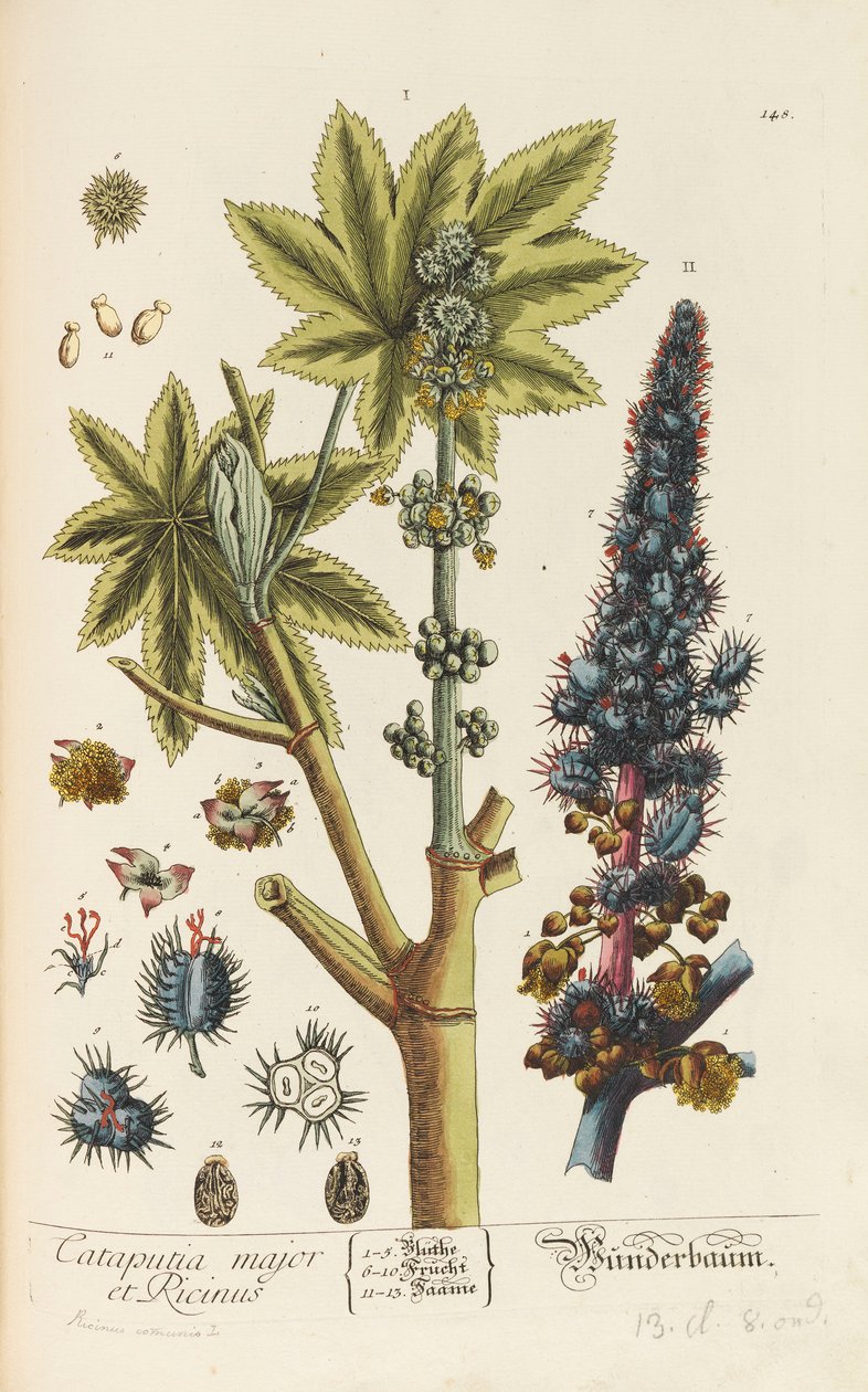 Herbarium Blackwellianum emendatum et auctum, 1754-1773 - Elizabeth Blachrie Blackwell