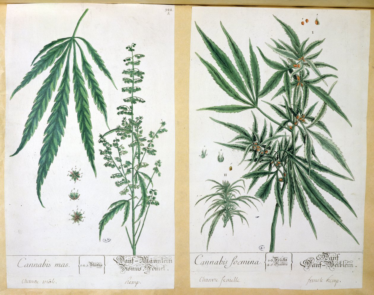Cannabis mas et Cannabis foemina, de 