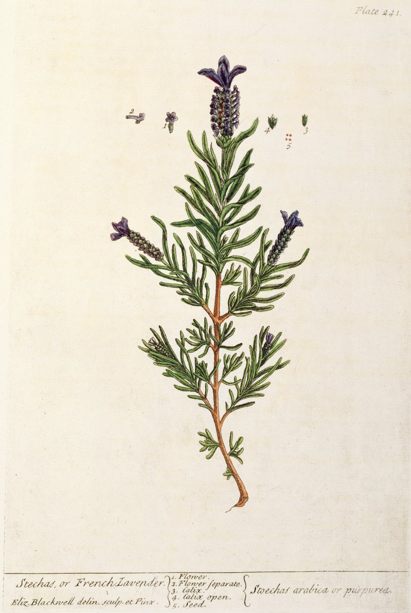 Lavande française, planche 241 de 