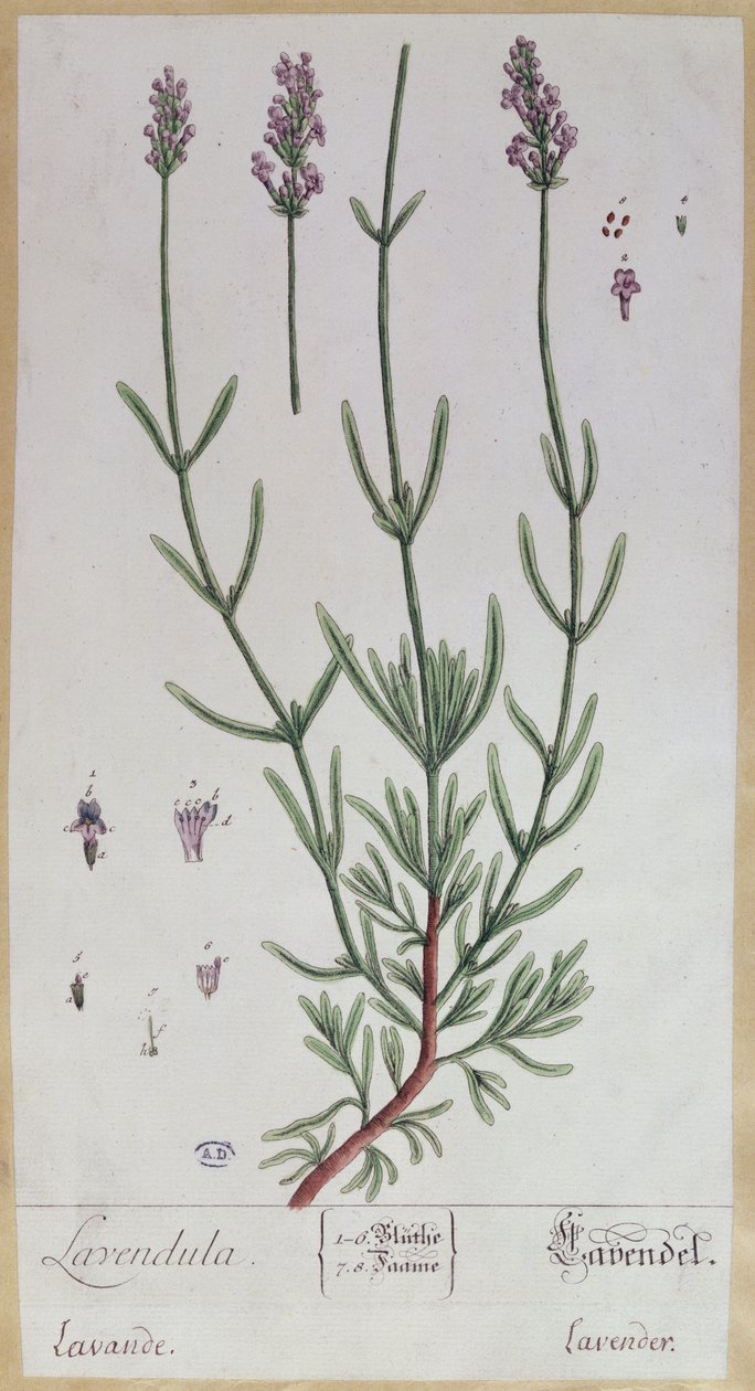 Lavande, planche tirée de 