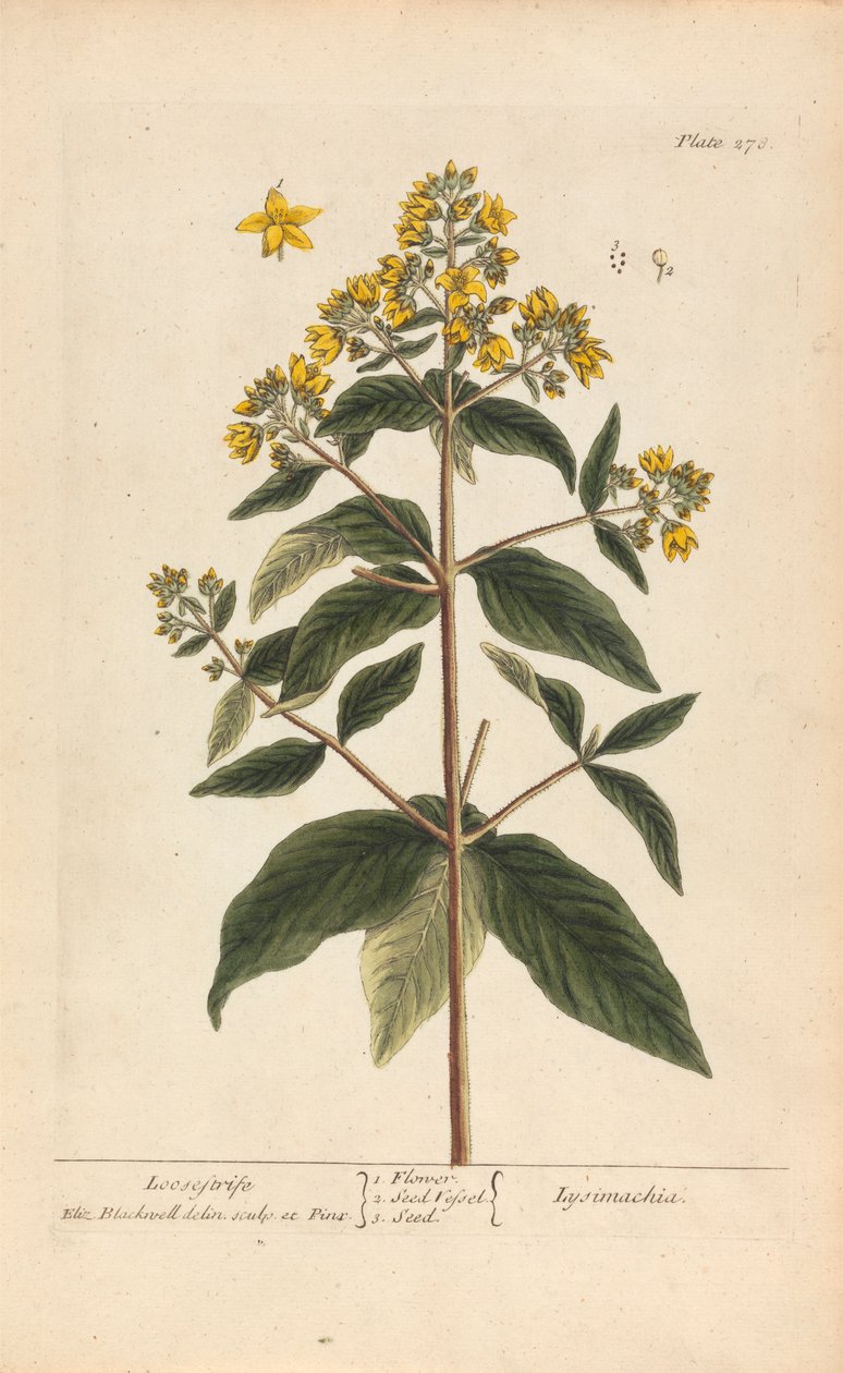 Lysimachia (Lysimaque), Planche 278 de 