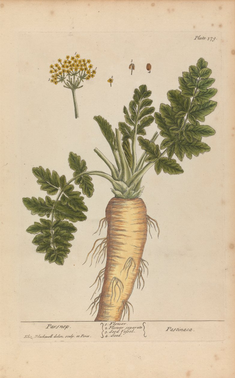 Pastinaca (Panais), Planche 379 de 
