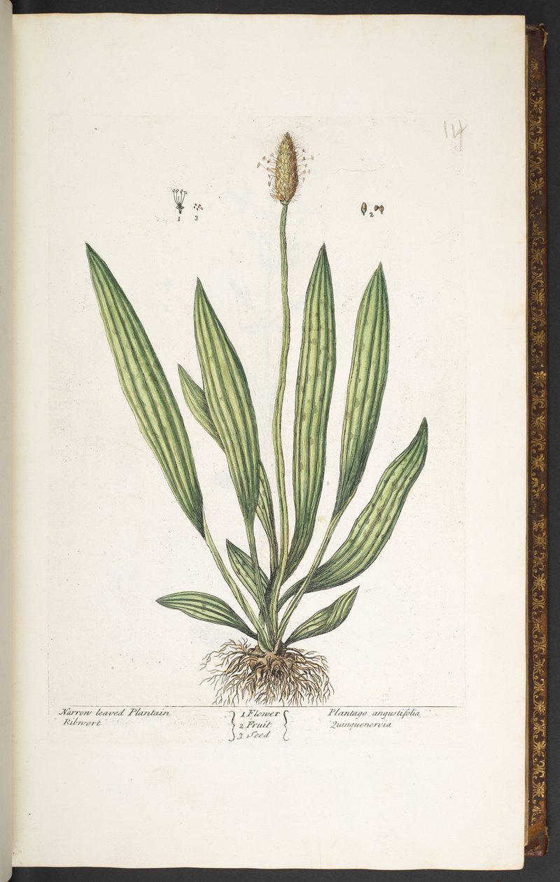Planche 14, Plantain à feuilles étroites, de 