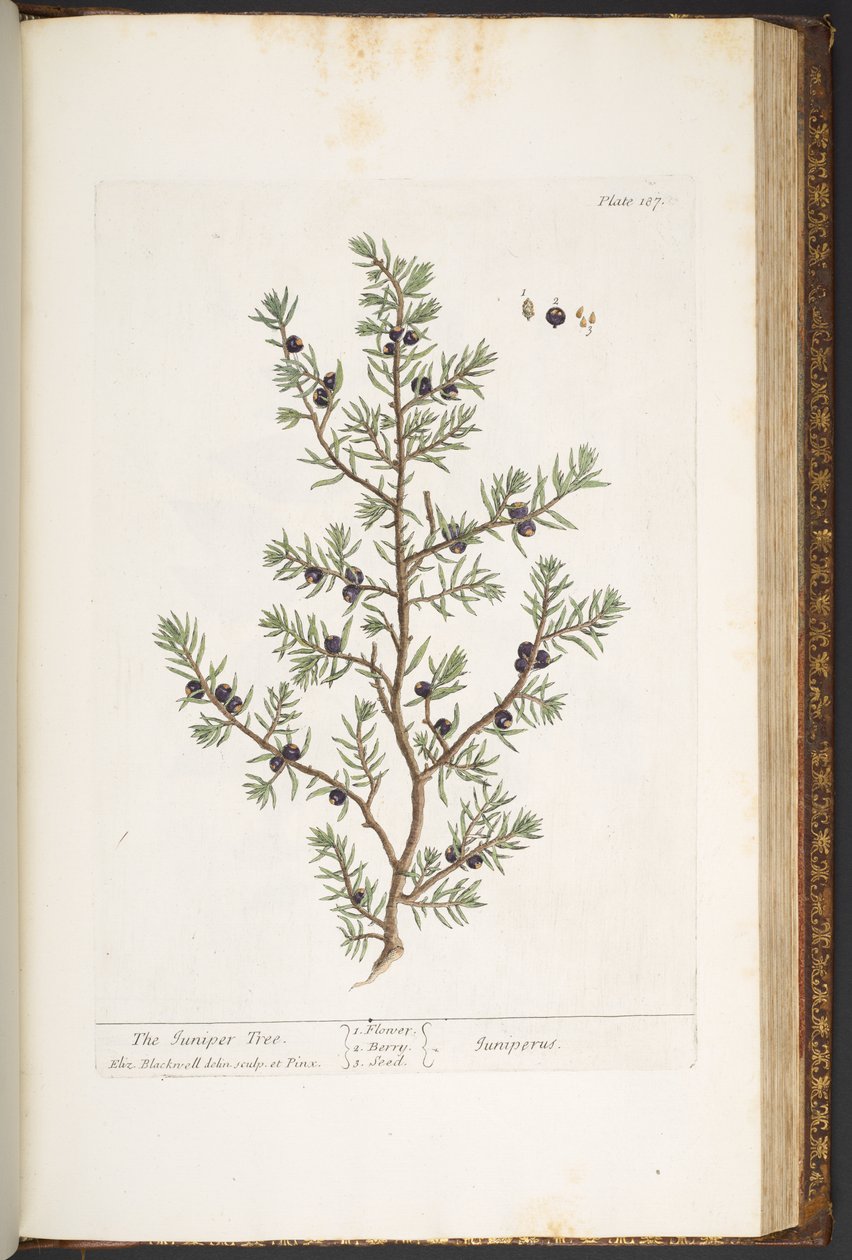 Planche 187, Le Genévrier, de 