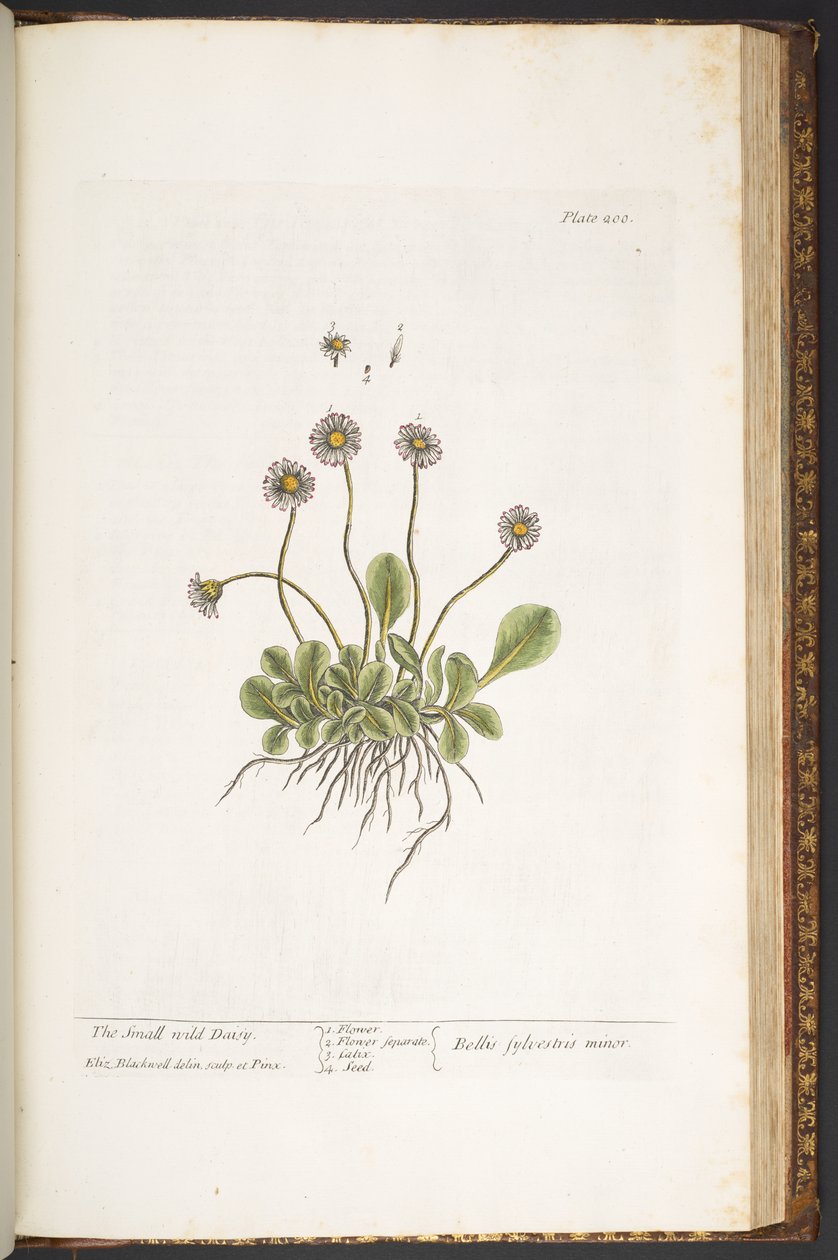 Planche 200, Petite Marguerite sauvage, de 