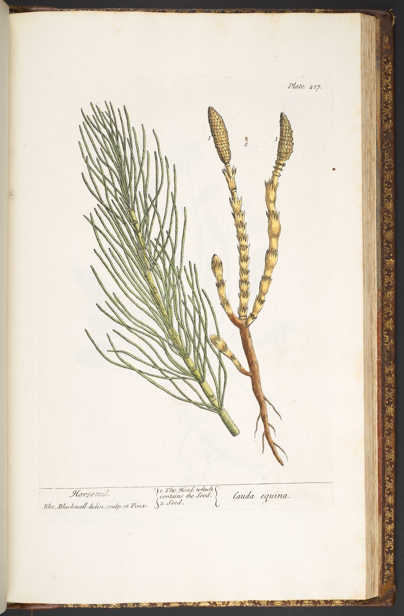 Planche 217, Prêle, de 