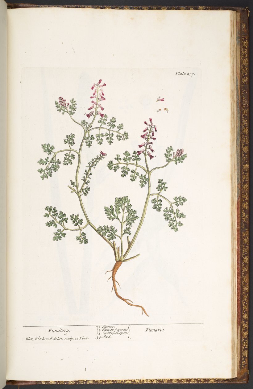 Planche 237, Fumeterre, de 