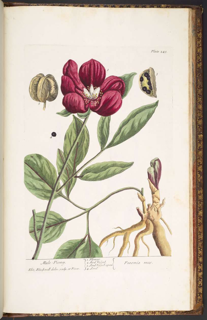 Planche 245, Pivoine mâle, de 