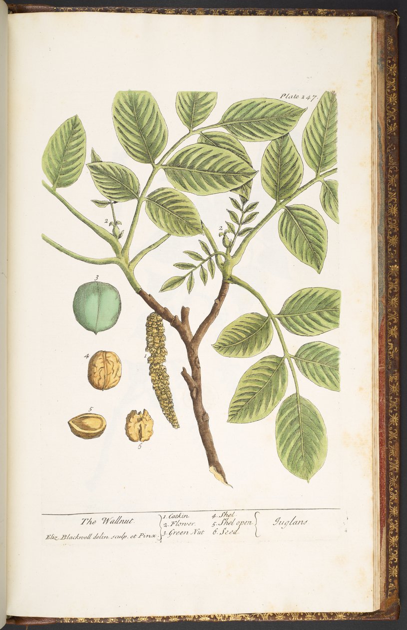 Planche 247, Le Noyer, de 
