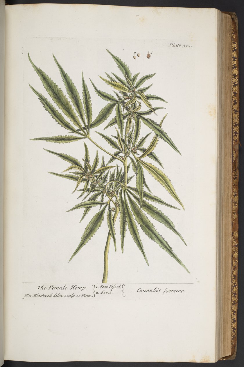 Planche 322, Le chanvre femelle, de 